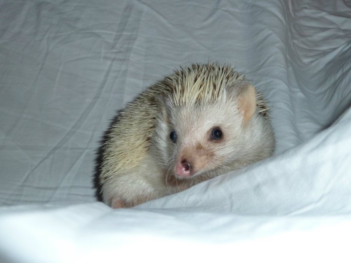 Uber Pinto Hedgehog
