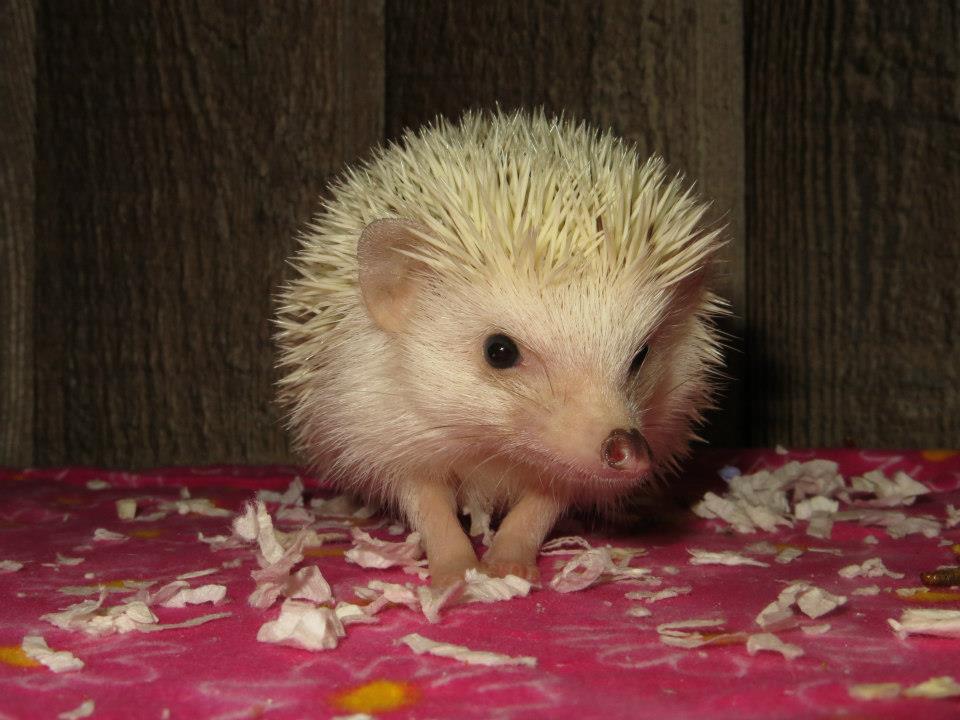 Uber Pinto Hedgehog